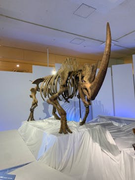 特別展「化石ハンター展 ～ゴビ砂漠の恐竜とヒマラヤの超大型獣～」に投稿された画像（2023/7/26）