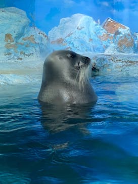 鴨川シーワールドに投稿された画像（2023/7/26）