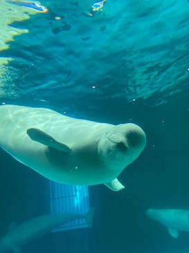 鴨川シーワールドに投稿された画像（2023/7/26）