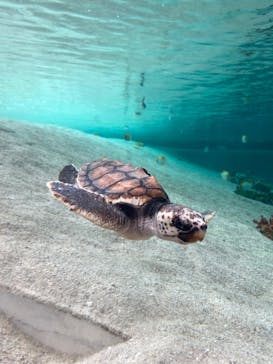 鴨川シーワールドに投稿された画像（2023/7/26）