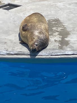 鴨川シーワールドに投稿された画像（2023/7/26）