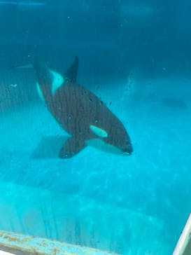 鴨川シーワールドに投稿された画像（2023/7/26）