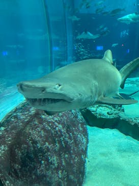 マリンワールド海の中道に投稿された画像（2023/7/26）