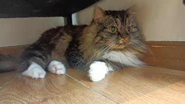 猫カフェモカ　池袋東口店に投稿された画像（2023/7/26）