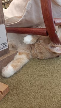 猫カフェモカ　池袋東口店に投稿された画像（2023/7/26）