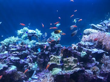 サンシャイン水族館に投稿された画像（2023/7/26）