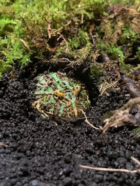 ぶっとんでるいきもの展に投稿された画像（2023/7/26）