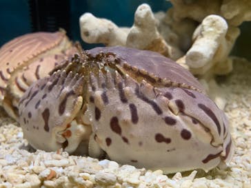 ぶっとんでるいきもの展に投稿された画像（2023/7/26）