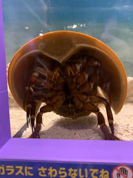 ぶっとんでるいきもの展に投稿された画像（2023/7/26）