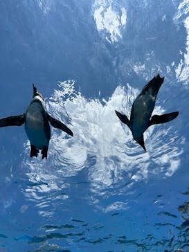 サンシャイン水族館に投稿された画像（2023/7/26）