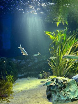 サンシャイン水族館に投稿された画像（2023/7/26）