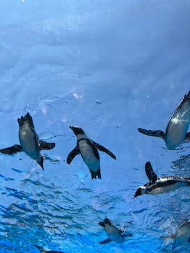 サンシャイン水族館に投稿された画像（2023/7/26）