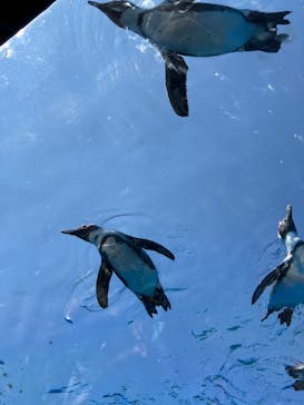 サンシャイン水族館に投稿された画像（2023/7/26）