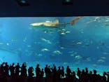 沖縄美ら海水族館に投稿された画像（2023/7/26）