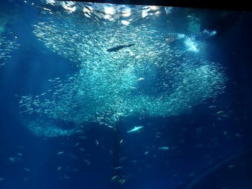 アクアワールド茨城県大洗水族館に投稿された画像（2023/7/26）