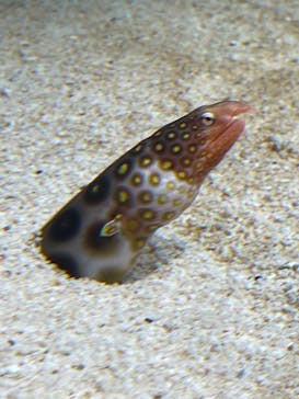 AOAO SAPPOROに投稿された画像（2023/7/26）