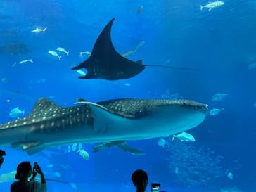 沖縄美ら海水族館に投稿された画像（2023/7/26）