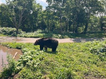 サホロリゾート　ベア･マウンテンに投稿された画像（2023/7/26）