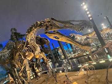 福井県立恐竜博物館に投稿された画像（2023/7/26）