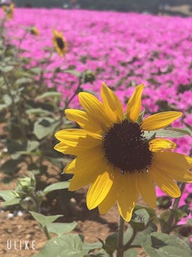 ひるがのピクニックガーデンに投稿された画像（2023/7/26）