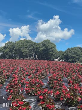 ひるがのピクニックガーデンに投稿された画像（2023/7/26）