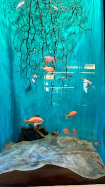 アクアワールド茨城県大洗水族館に投稿された画像（2023/7/26）