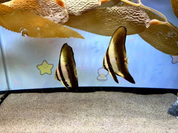 アクアワールド茨城県大洗水族館に投稿された画像（2023/7/26）