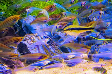 カワスイ 川崎⽔族館に投稿された画像（2023/7/26）