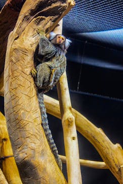 カワスイ 川崎⽔族館に投稿された画像（2023/7/26）