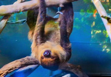 カワスイ 川崎⽔族館に投稿された画像（2023/7/26）