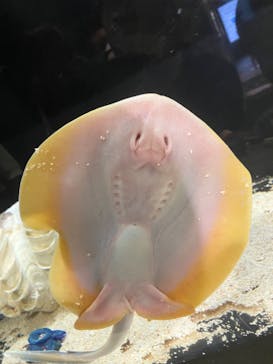 サンシャイン水族館に投稿された画像（2023/7/26）