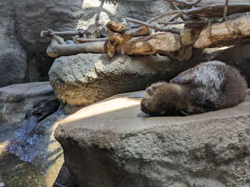 神戸どうぶつ王国に投稿された画像（2023/7/27）