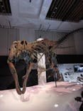 DinoScience 恐竜科学博 2023@TOKYO MIDTOWNに投稿された画像（2023/7/27）