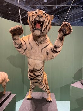 特別展「ネコ」 ～にゃんと！クールなハンターたち～に投稿された画像（2023/7/27）