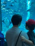 下田海中水族館に投稿された画像（2023/7/27）