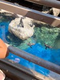アクアワールド茨城県大洗水族館に投稿された画像（2023/7/27）