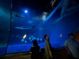島根県立 しまね海洋館に投稿された画像（2023/7/27）