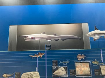 特別展「海　―生命のみなもと―」（国立科学博物館）に投稿された画像（2023/7/27）