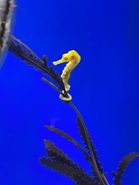 サンシャイン水族館に投稿された画像（2023/7/27）