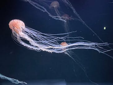 サンシャイン水族館に投稿された画像（2023/7/27）