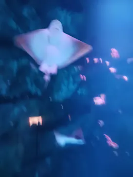 横浜・八景島シーパラダイスに投稿された画像（2023/7/27）