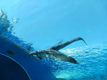 横浜・八景島シーパラダイスに投稿された画像（2023/7/27）