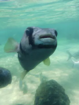 横浜・八景島シーパラダイスに投稿された画像（2023/7/27）
