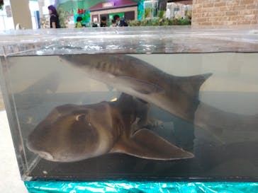 いきもの探検隊上尾に投稿された画像（2023/7/27）