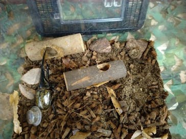 いきもの探検隊上尾に投稿された画像（2023/7/27）