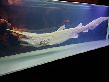 沖縄美ら海水族館に投稿された画像（2023/7/27）