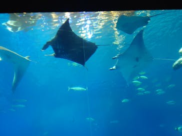 沖縄美ら海水族館に投稿された画像（2023/7/27）