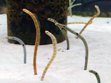 沖縄美ら海水族館に投稿された画像（2023/7/27）