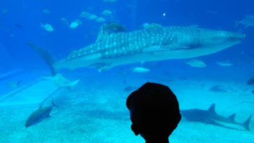 沖縄美ら海水族館に投稿された画像（2023/7/27）