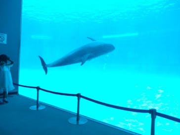 名古屋港水族館に投稿された画像（2023/7/27）